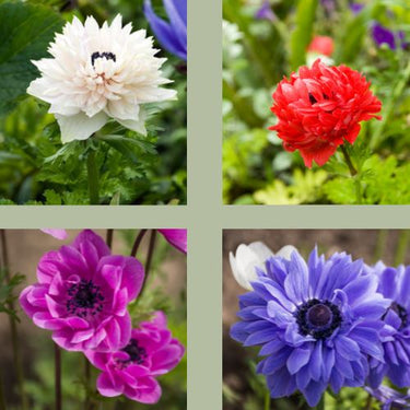 Anemone Coronaria 'St. Brigid Mix', Double Anemone
